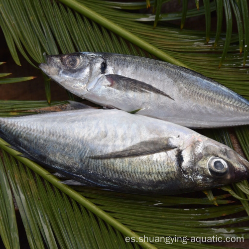 Macácea de pescado redondo entero congelado de alta calidad